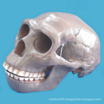 Beijing Human Skull Skeleton Model for Medical Research